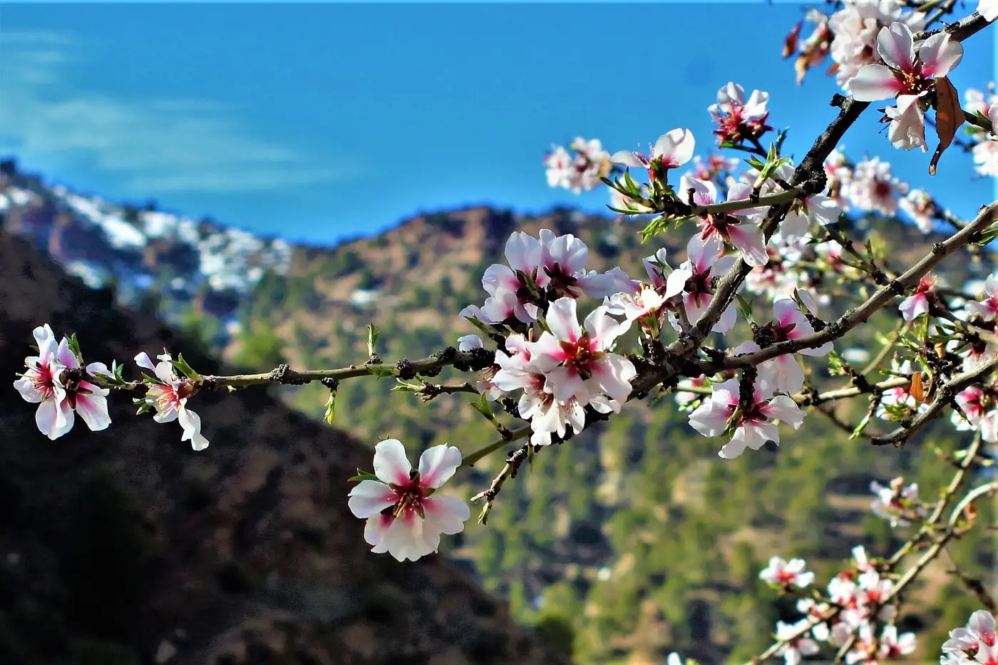 Spring in the Atlas Mountains, Morocco
